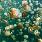 Quallen im Jelly Fish Lake Palau II