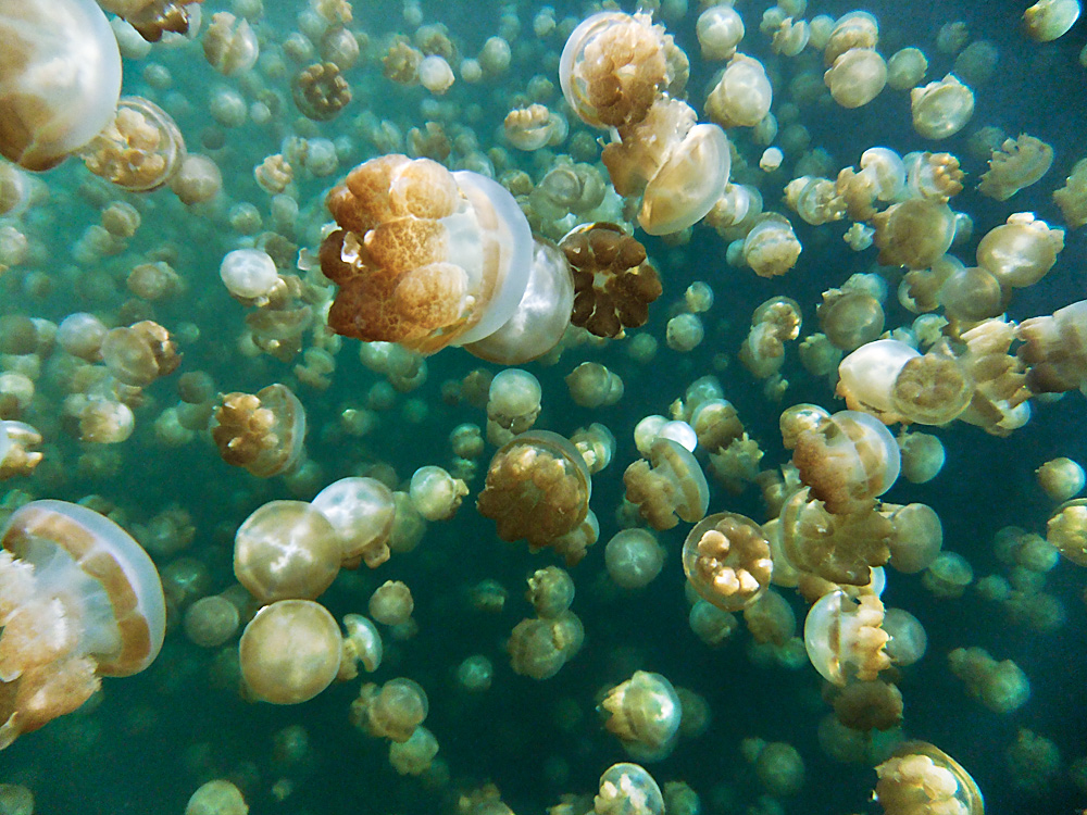 Quallen im Jelly Fish Lake Palau II