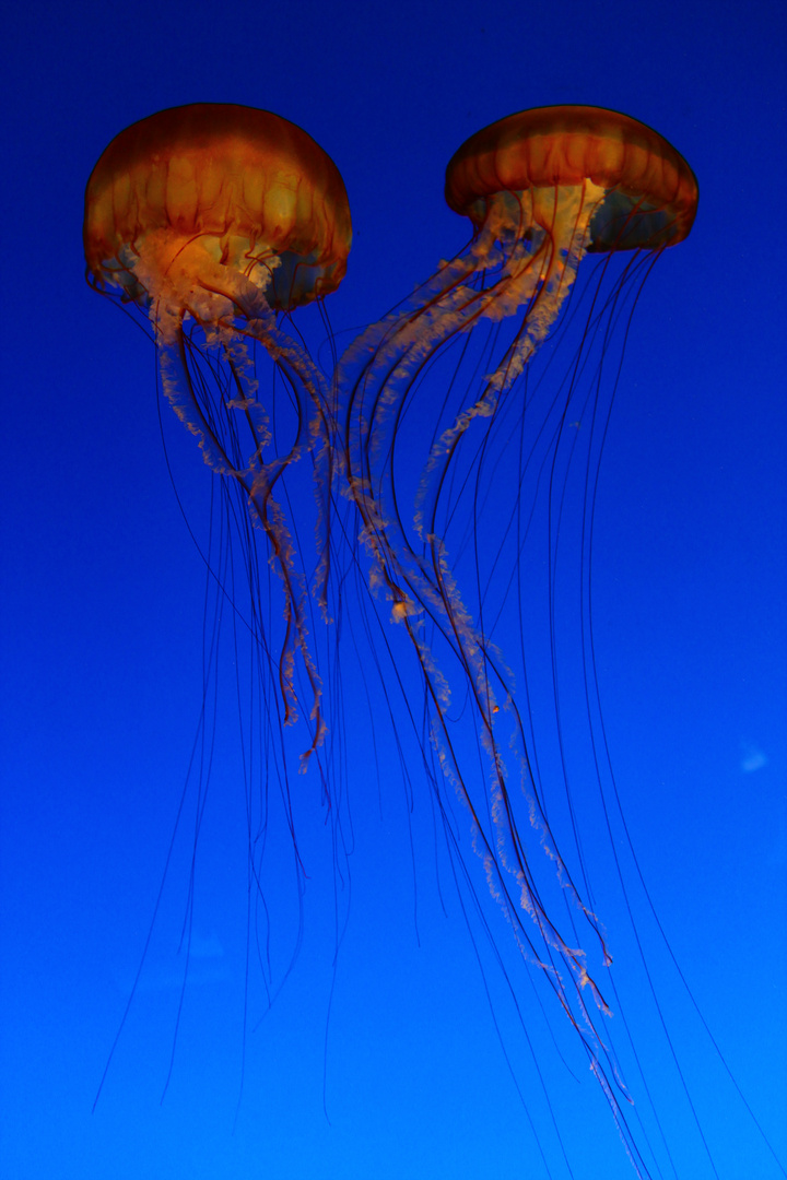 Quallen im Monterey-Aquarium