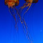 Quallen im Monterey-Aquarium