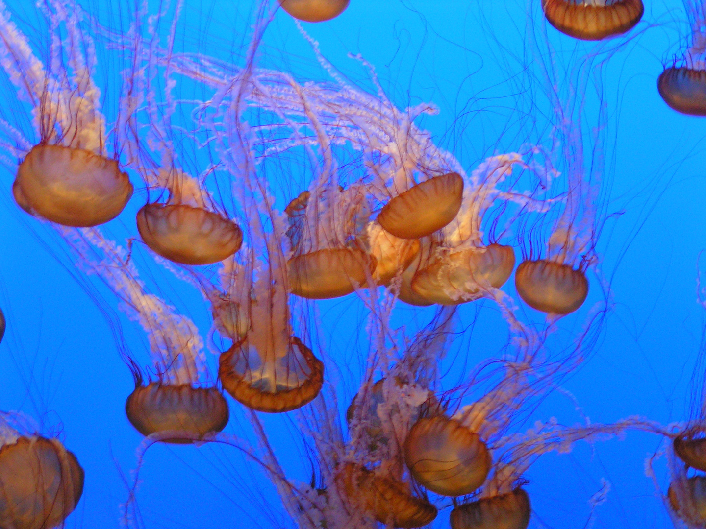 Quallen im Monterey Bay Aquarium