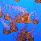 Quallen im Monterey Bay Aquarium