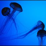 Quallen im New England Aquarium, Boston