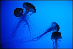 Quallen im New England Aquarium, Boston