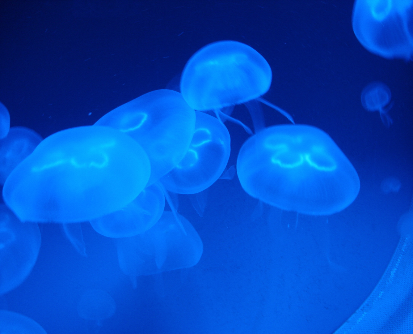 Quallen in Blau Foto & Bild | tiere, zoo, wildpark & falknerei, natur