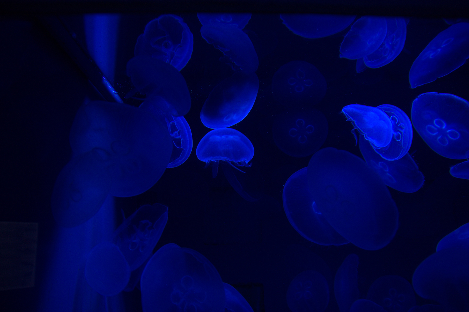 Quallen, la medusa