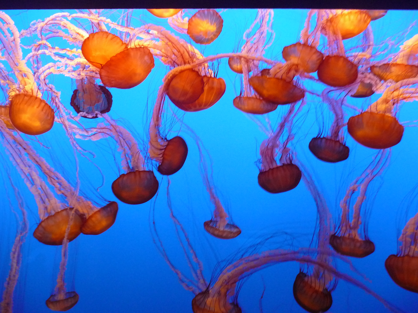 Quallen Monterey Bay Aquarium