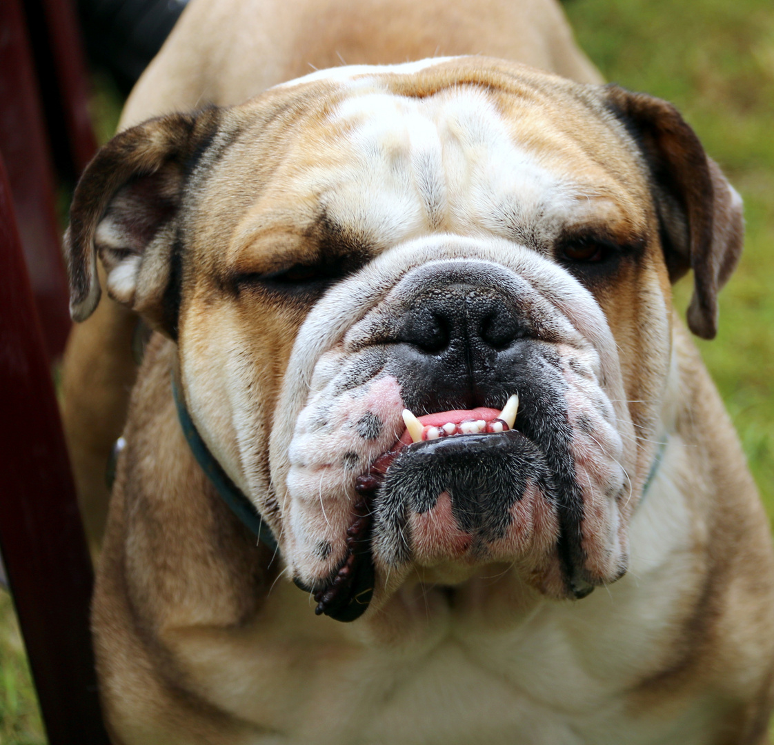 Qualzucht Hunde Qualzucht Hunde