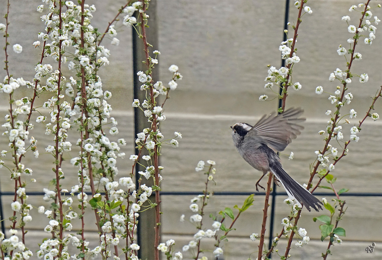 quand arrive le printemps ......