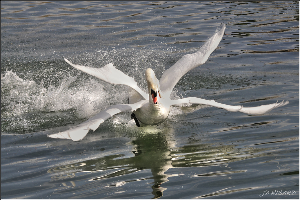 ....Quand deux cygnes n' en font plus qu'un !....