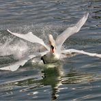 ....Quand deux cygnes n' en font plus qu'un !....