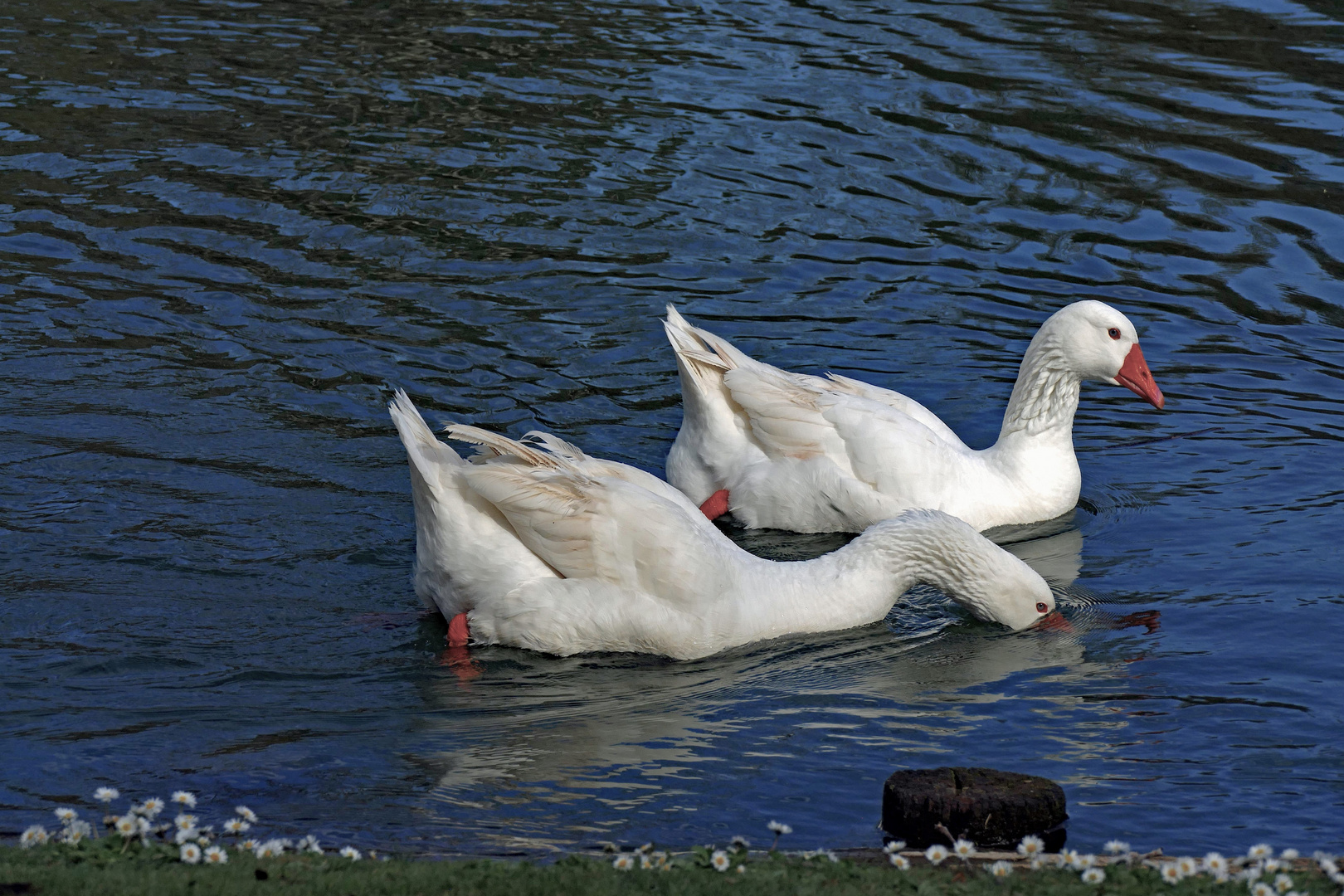 quand il fait chaud , n oubliez pas de boire...de l eau.