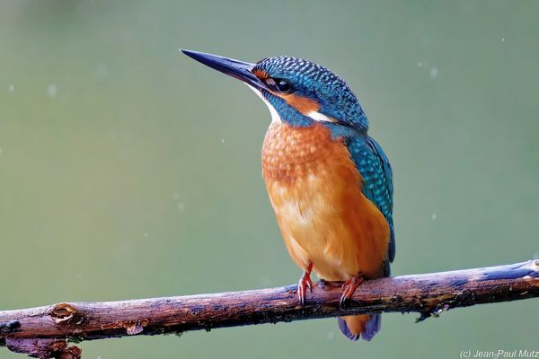 Quand il vient enfin sur cette branche