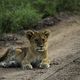 Animaux d'Afrique