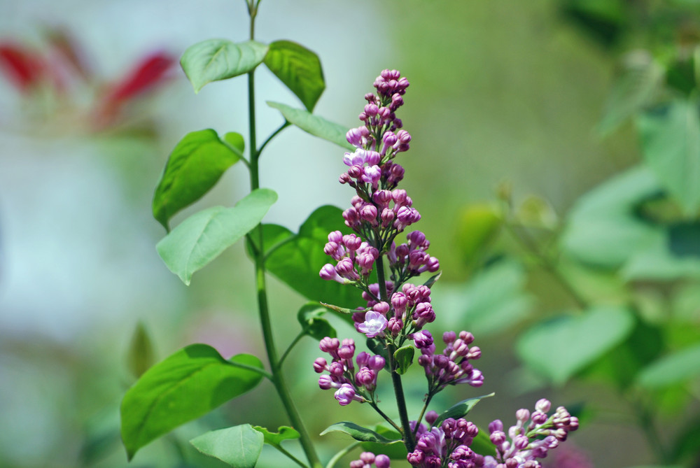 "Quand je vais chez la fleuriste, je n'achète que du lilas..."