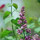 "Quand je vais chez la fleuriste, je n'achète que du lilas..."