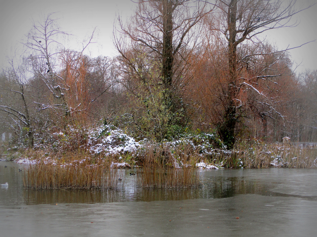 Quand l' automne cède sa place à l' hiver....