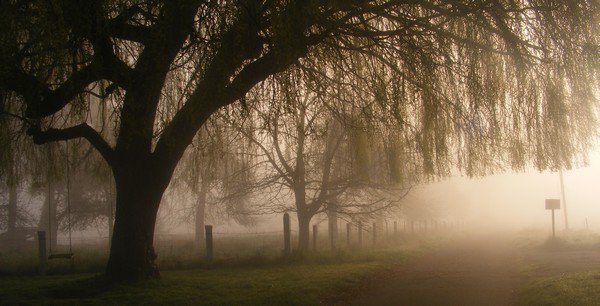 Quand la brume s'installe