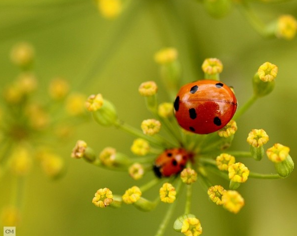 Quand la coccinelle devient graphique