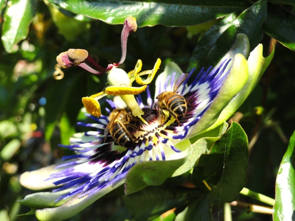 Quand la Faune et la Flore s'unissent