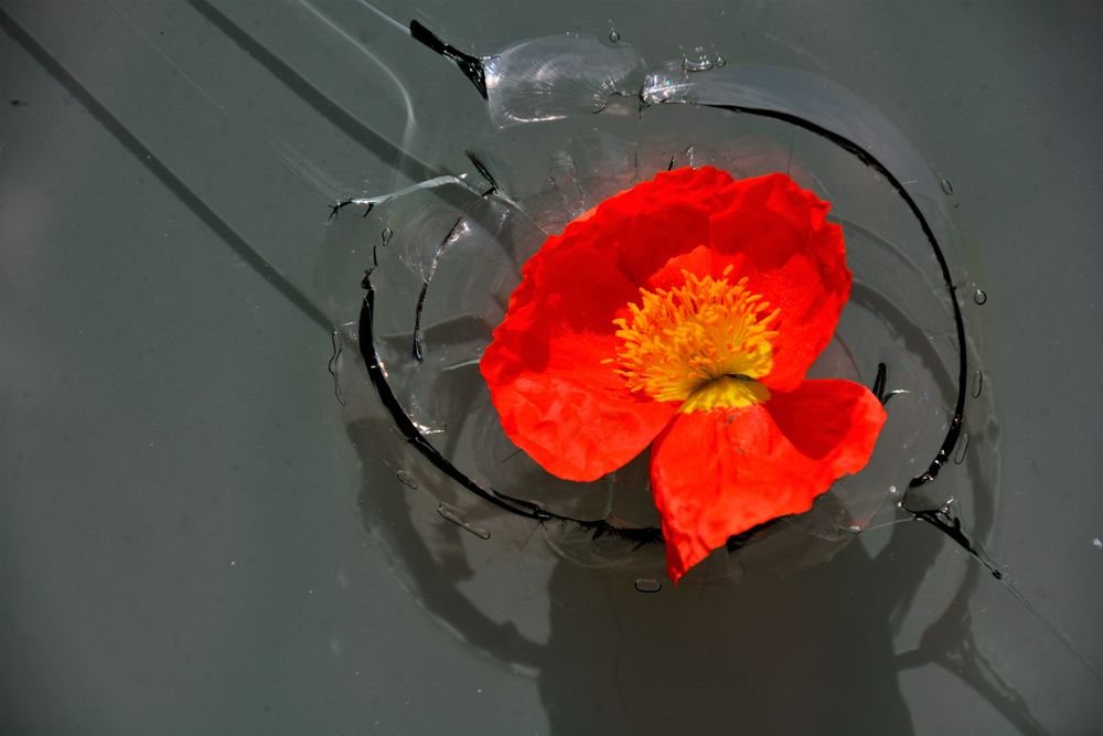 Quand la fleur orange crée son impact