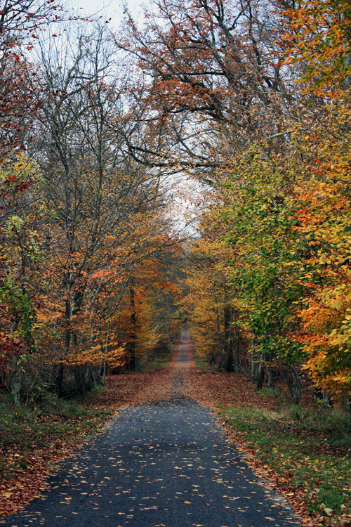 Quand la fôret revêt son manteau d'automne