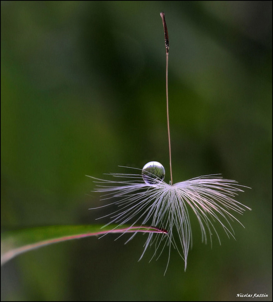 " Quand la nature perd la boule "