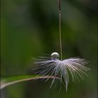 " Quand la nature perd la boule "