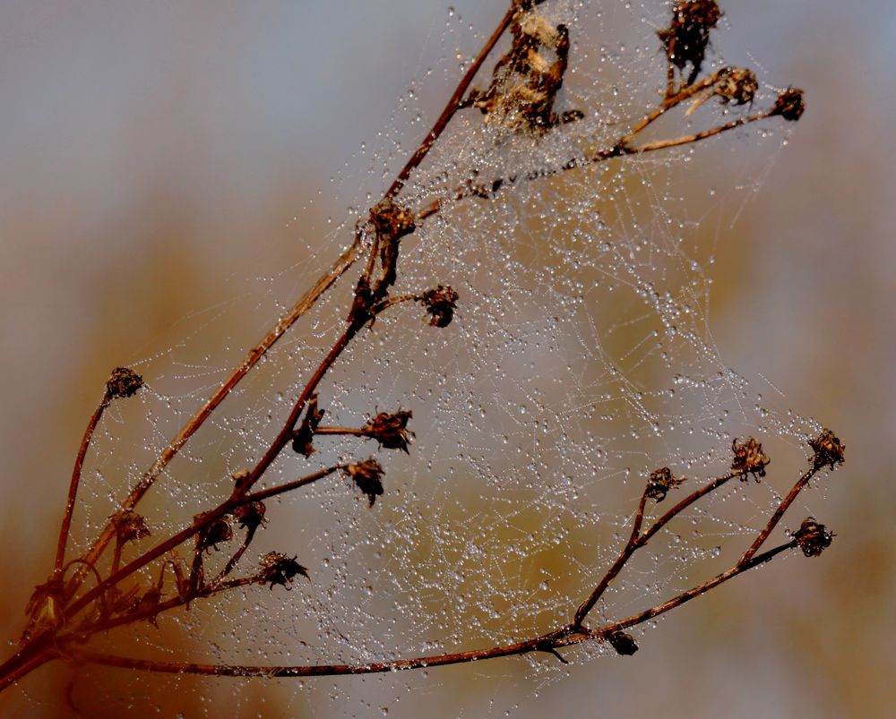 Quand la nature prèpare Noel