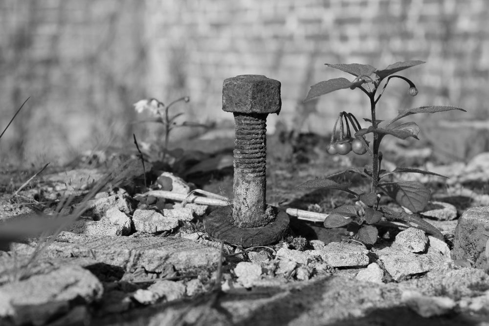 Quand la nature reprend ses droits de milo59000 