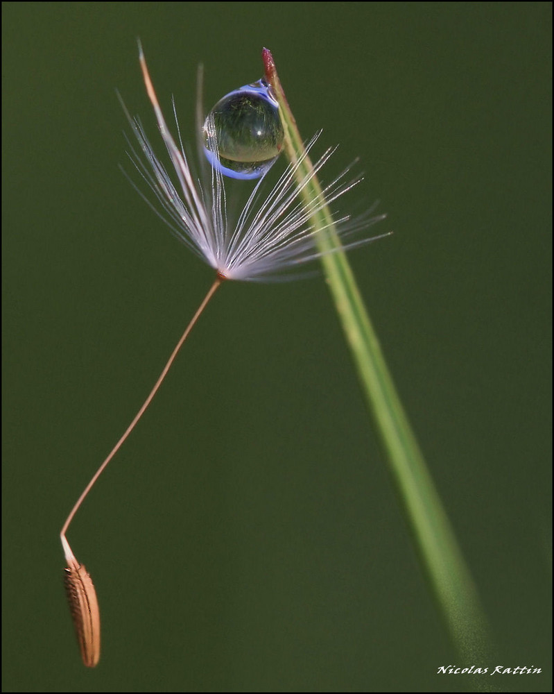 " Quand la nature se fait belle "