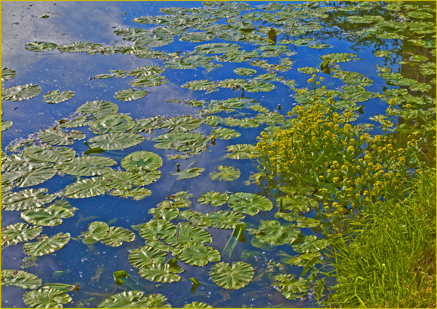 Quand la nature se prend pour un peintre