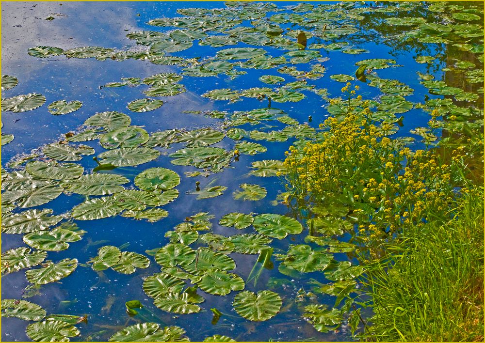 Quand la nature se prend pour un peintre