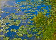 Quand la nature se prend pour un peintre