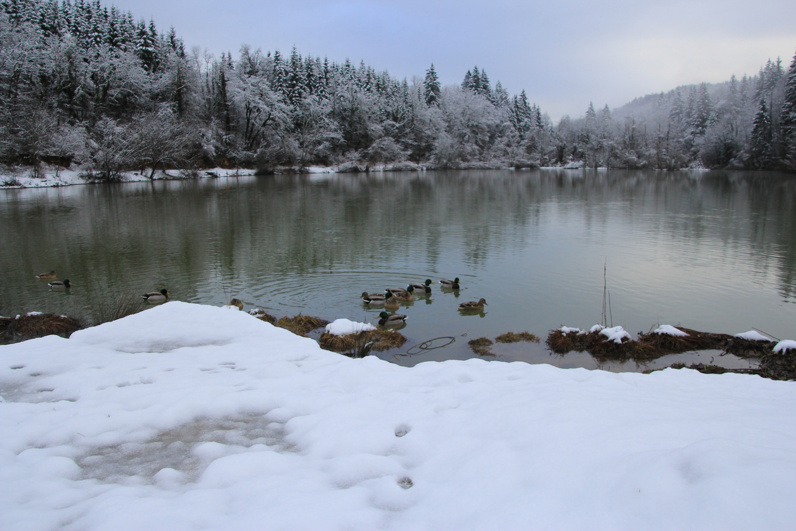 Quand la neige s'invite