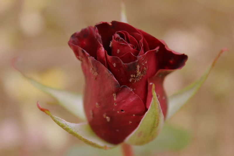 Quand La Rose s'Eteint ....