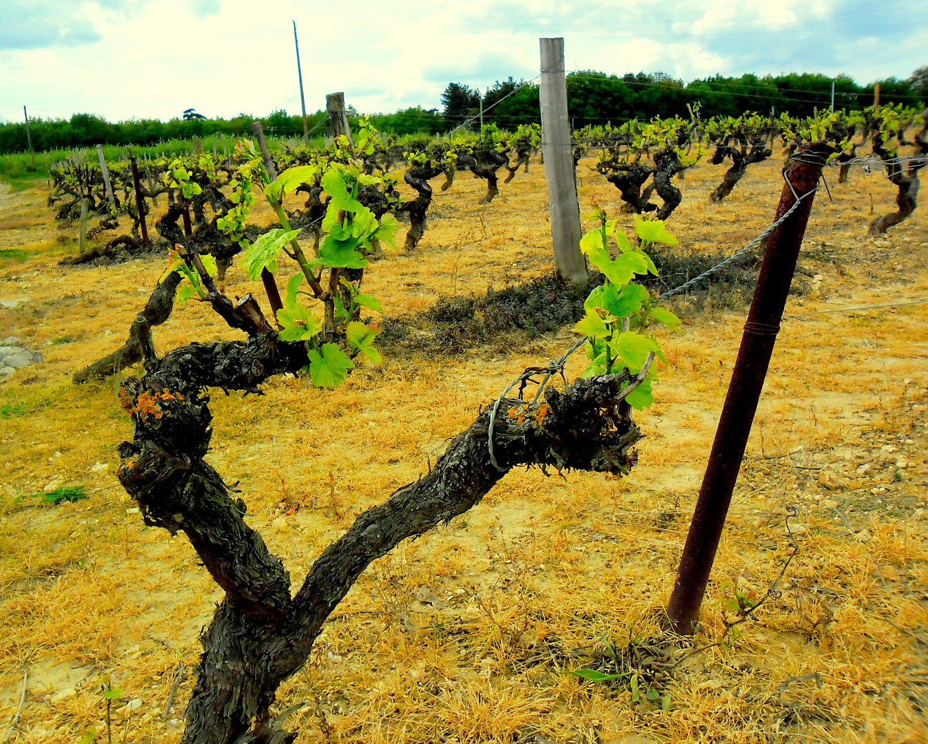 quand la vigne renaît dans le layon