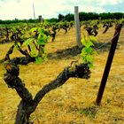 quand la vigne renaît dans le layon