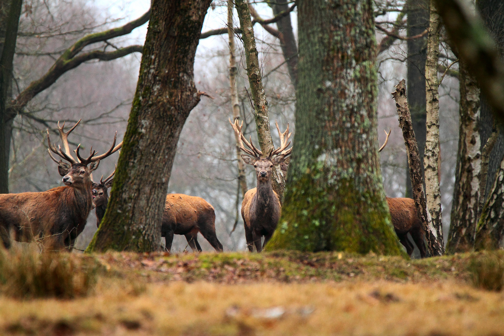 quand l'animal fixe le photographe