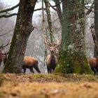 quand l'animal fixe le photographe