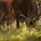 quand l'animal reste en confiance