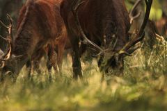 quand l'animal reste en confiance