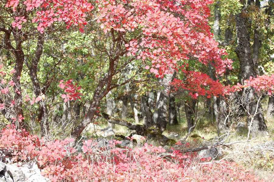 Quand l'automne apparait ..