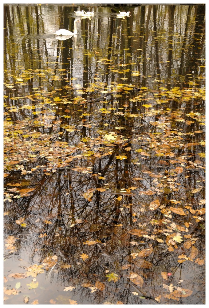 Quand l'automne cède sa place à l'hiver.