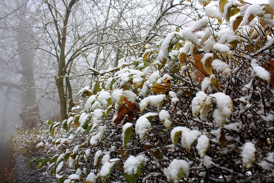 quand l'automne rencontre la neige ..