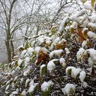 quand l'automne rencontre la neige ..