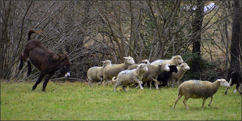 * quand le bourricot, fait l'âne * !!!