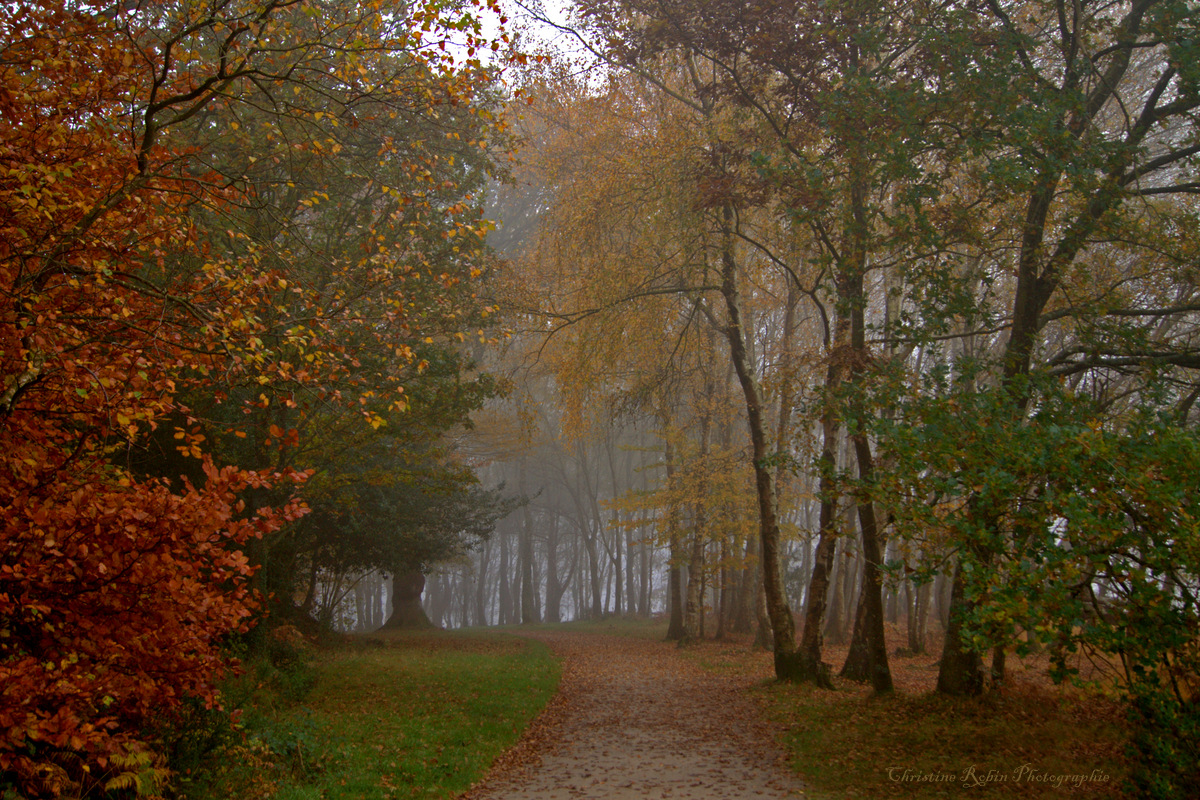 Quand le brouillard s'invite