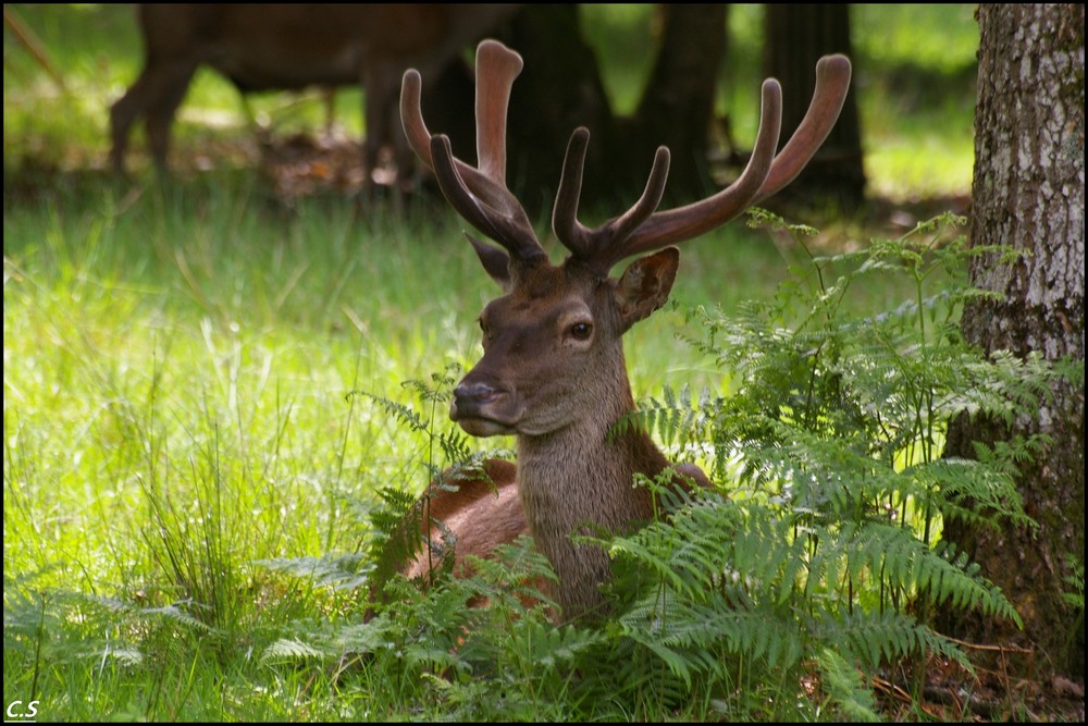 quand le cerf refait ses bois