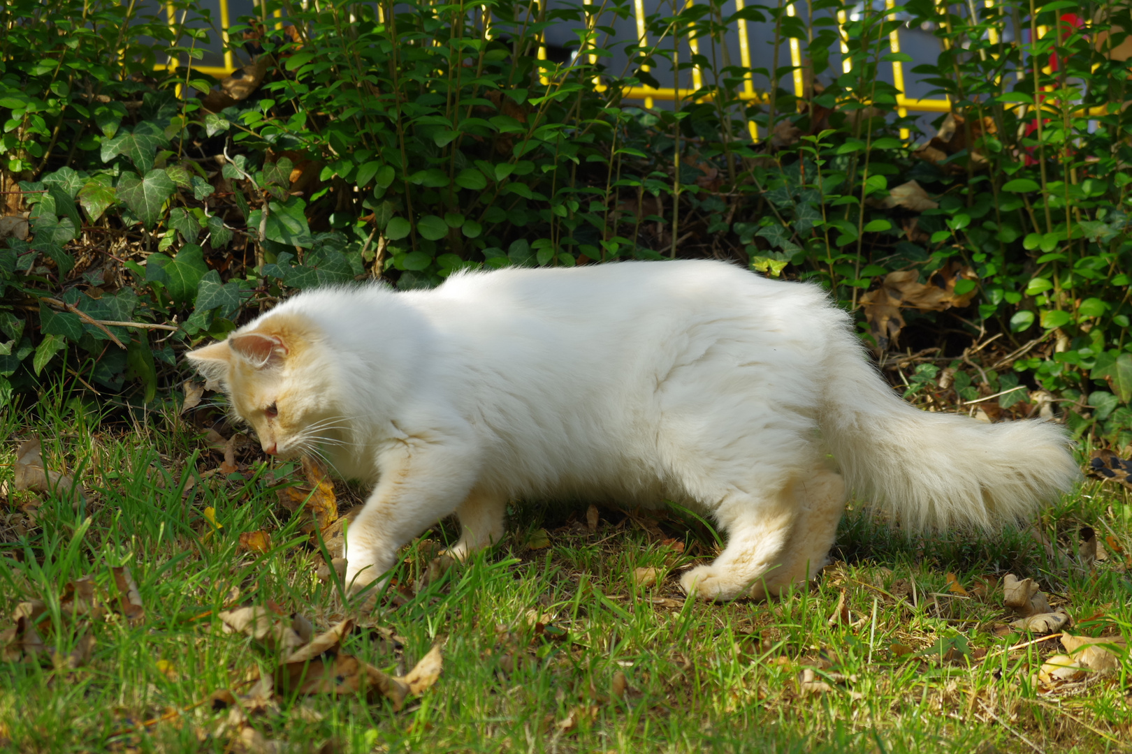 Quand le chat joue au cerceau, c'est la fête aux souriceaux